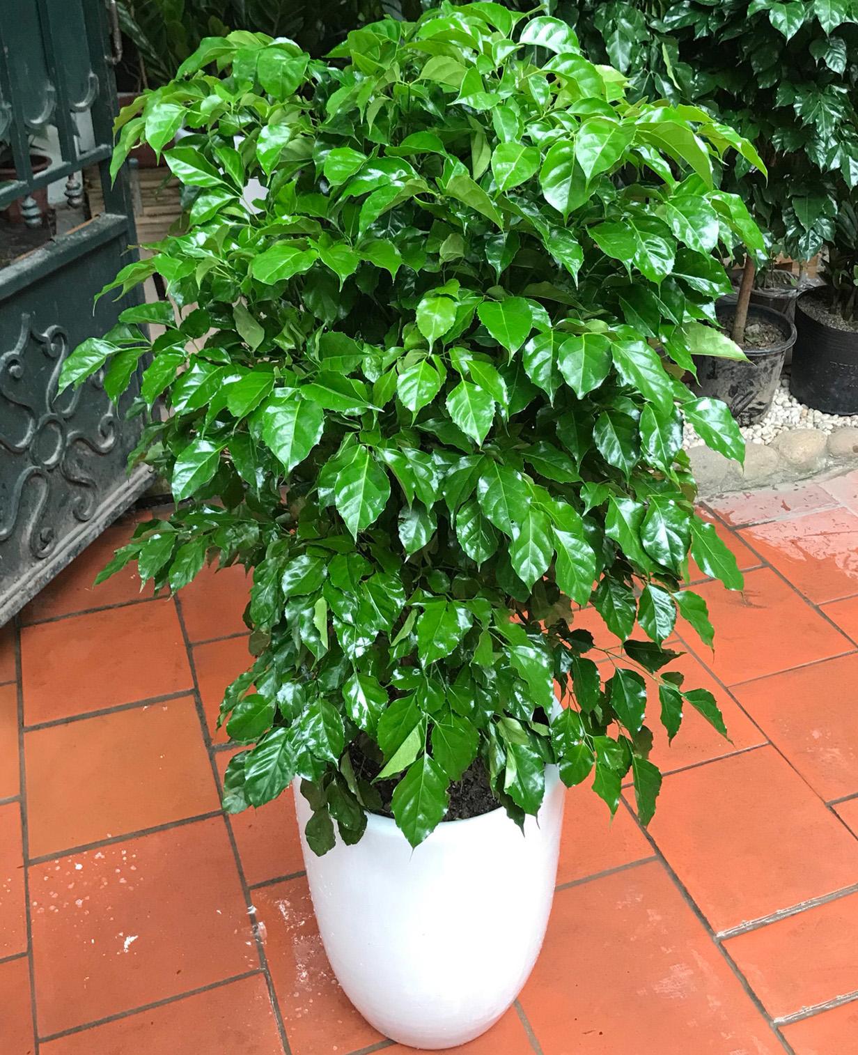 Đặc điểm sinh học và vẻ đẹp của cây Hạnh Phúc