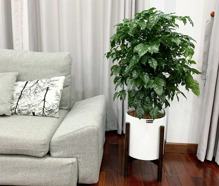 Cây hạnh phúc mang lại may mắn