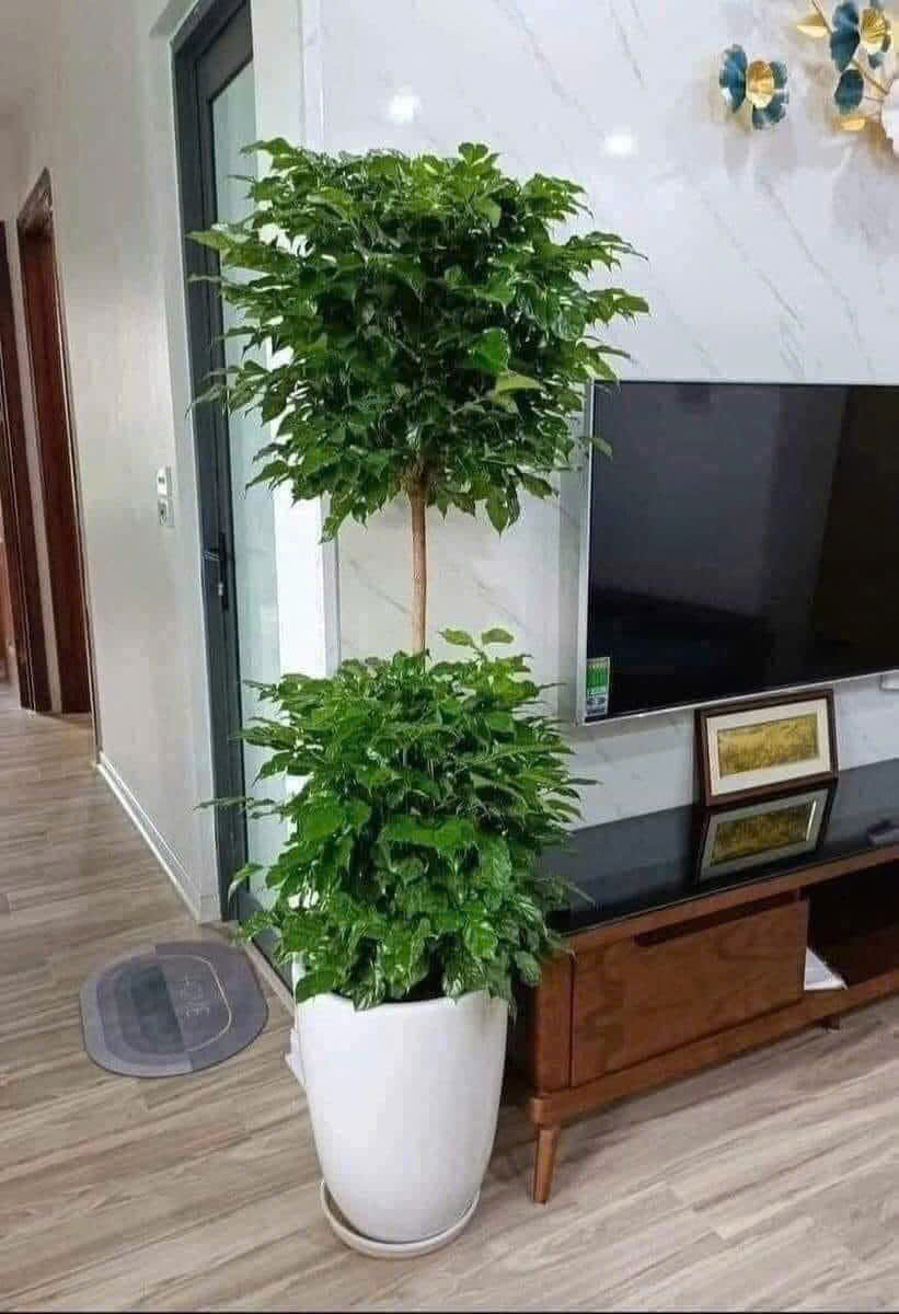Cây hạnh phúc 2 tầng mang lại không gian thư giãn