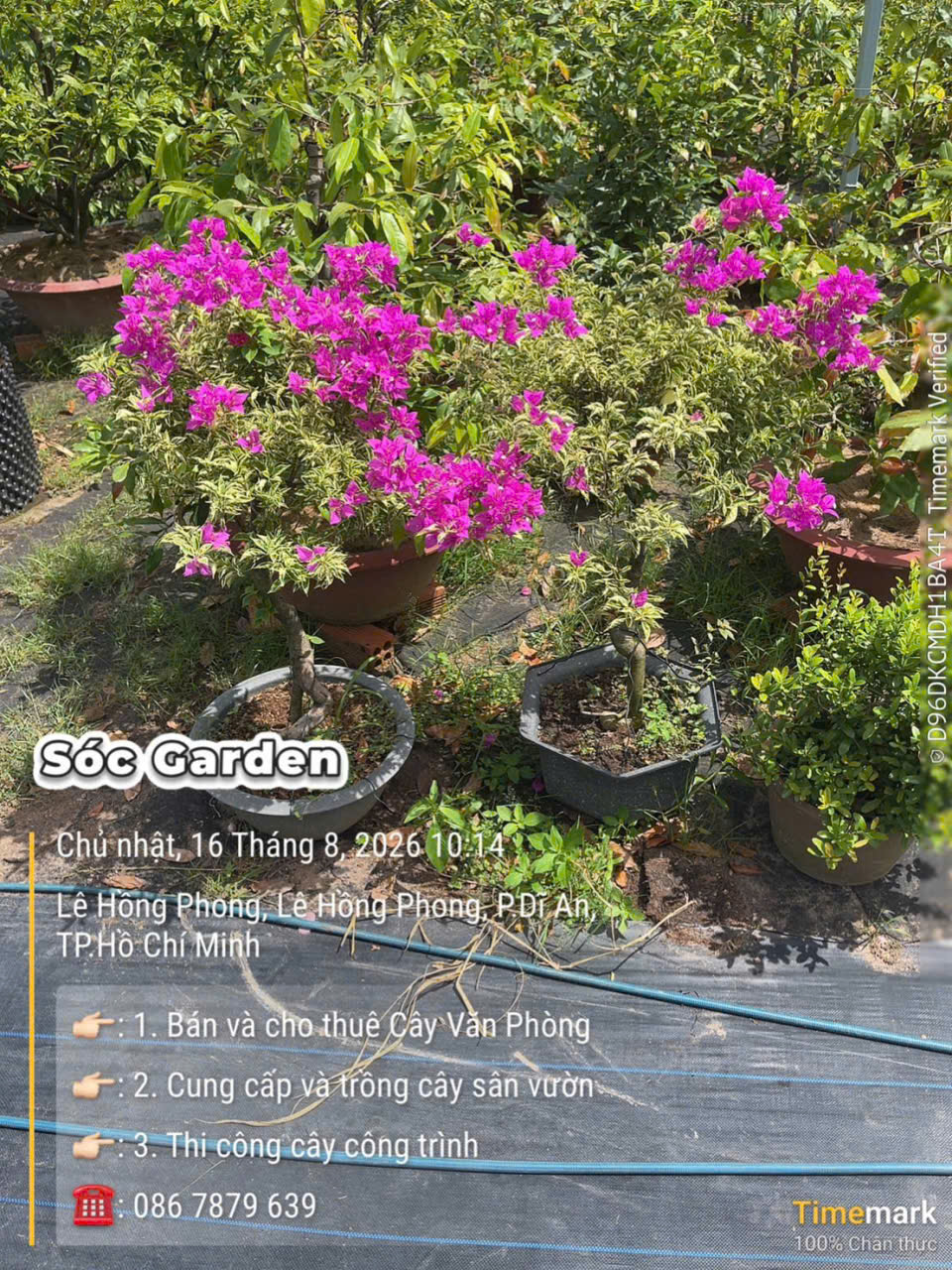 Vườn Mai của Sóc và những cây hoa rực rỡ