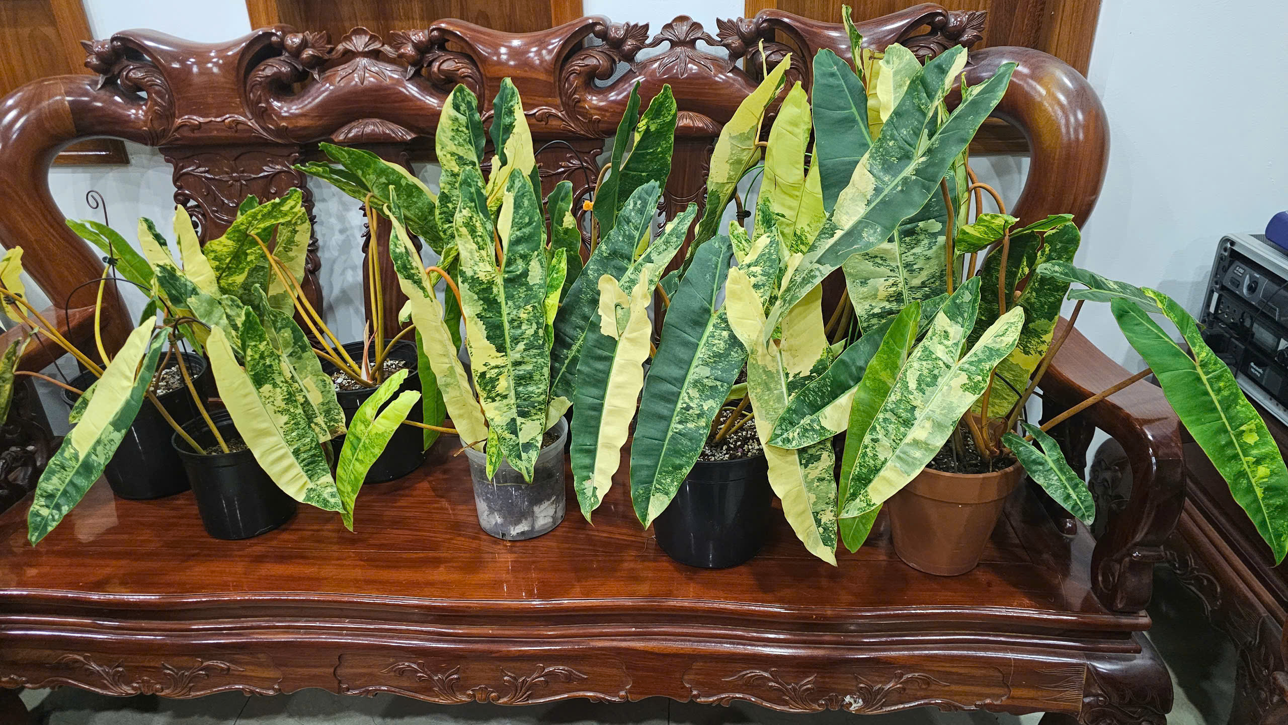 Cây Hạc Cam Variegata - Vẻ đẹp lạ kỳ từ miền nhiệt đới