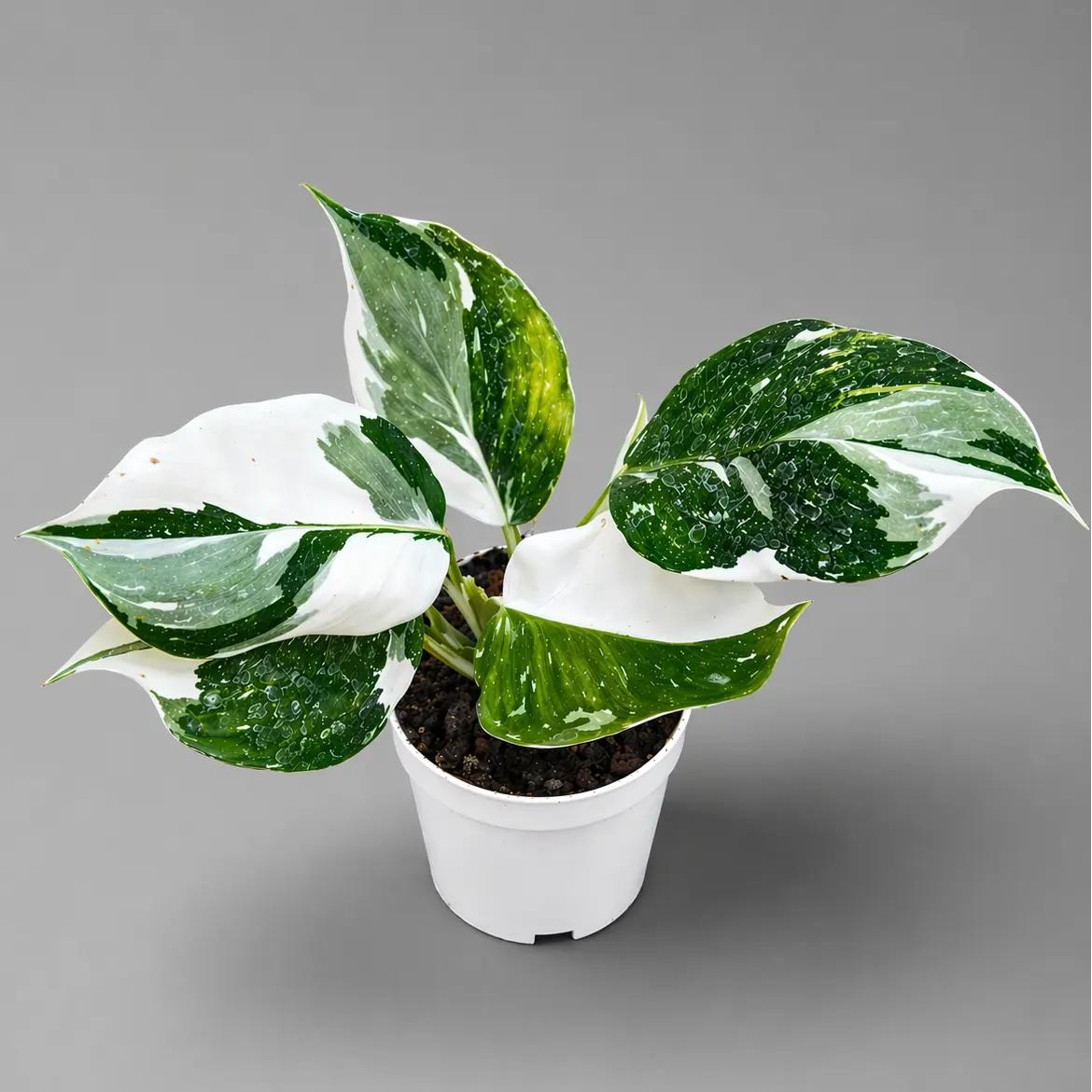 Philodendron - Sự đa dạng của dòng lá đột biến