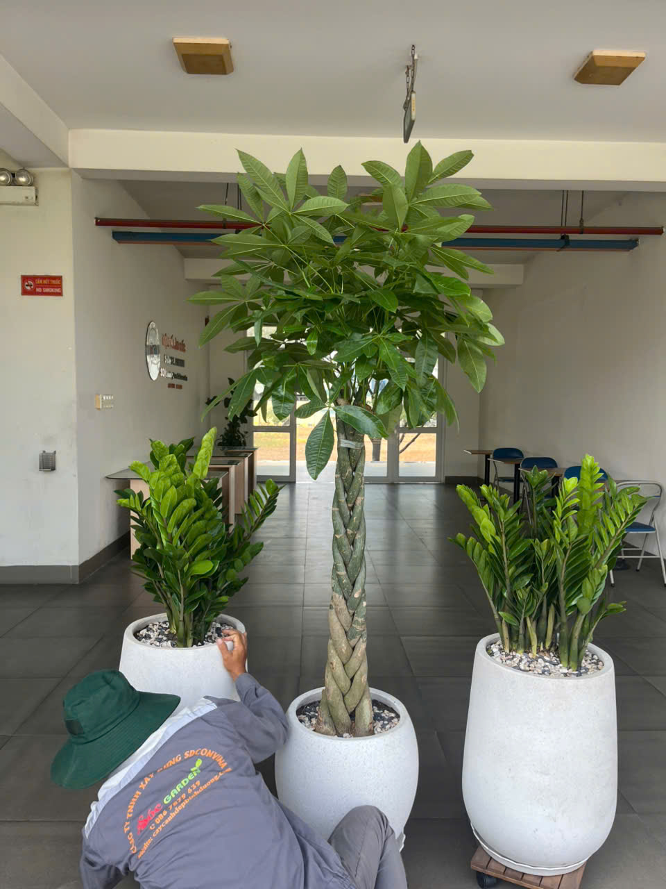 Thuê cây văn phòng tối ưu chi phí