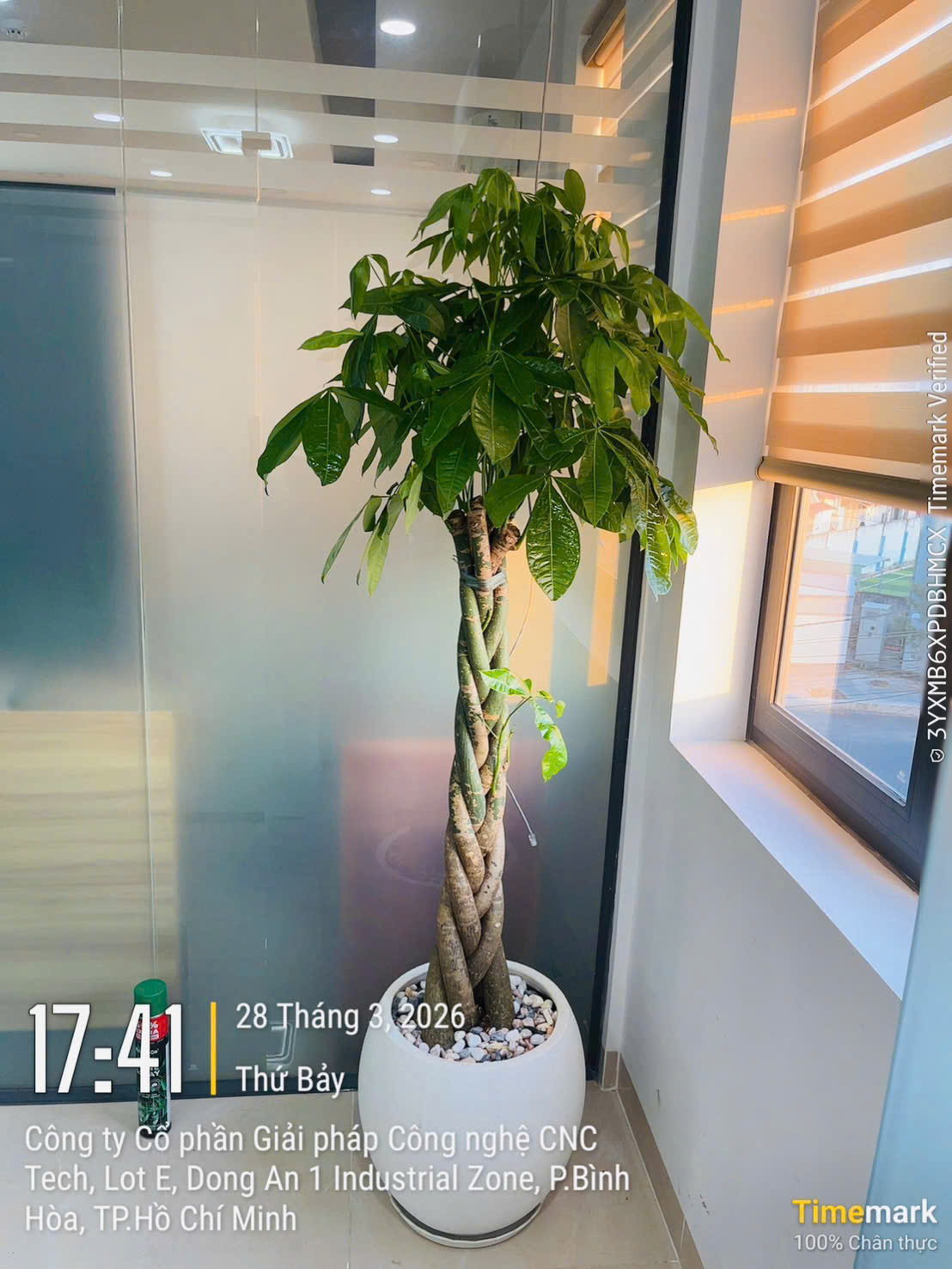 Cây Kim Ngân Thắt Bím