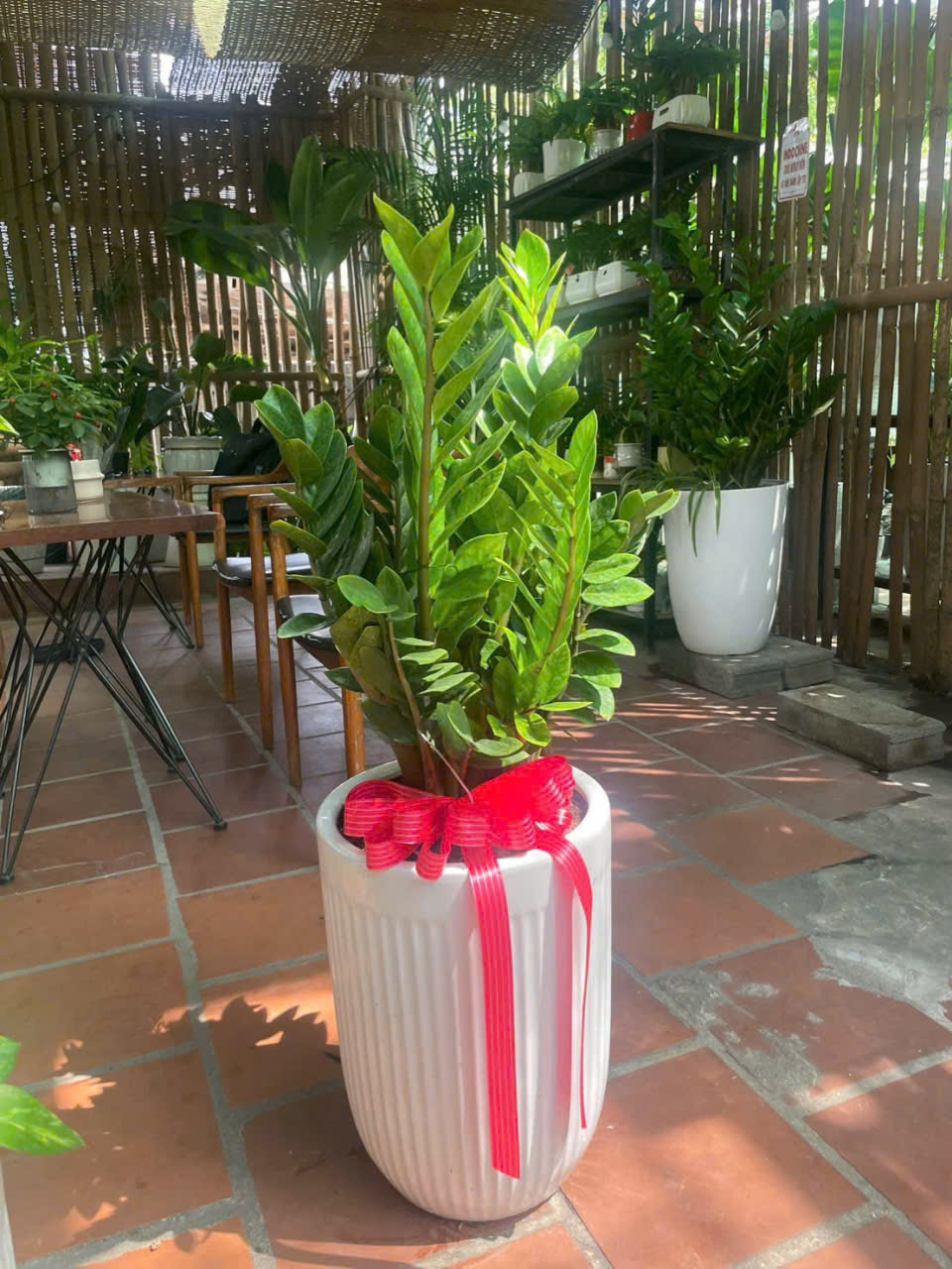 Cây kim tiền mang lại tài lộc thịnh vượng