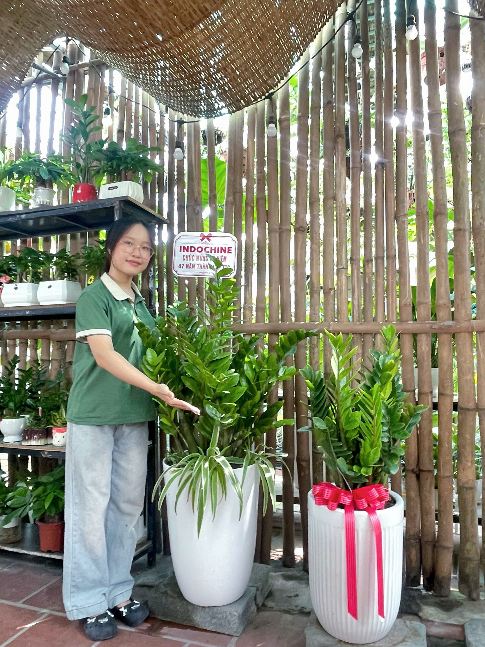 Cây Kim tiển để bàn