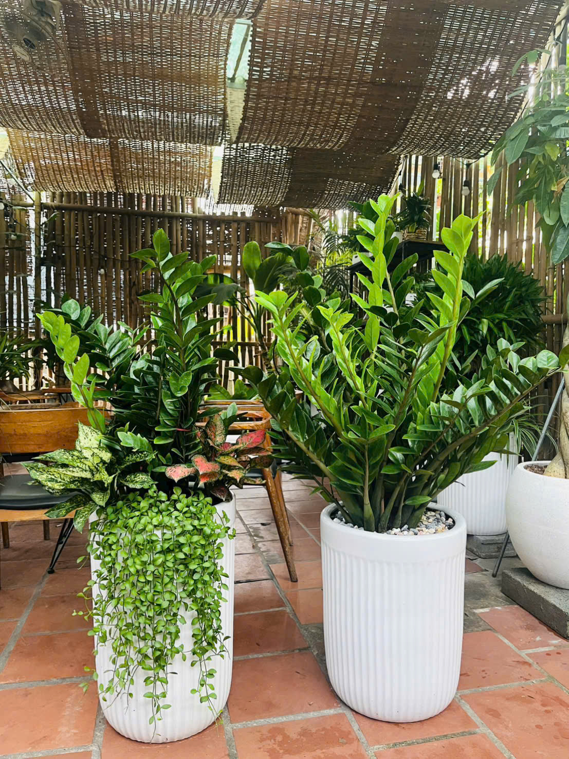 CÂY XANH CHO SẢNH CÔNG TY