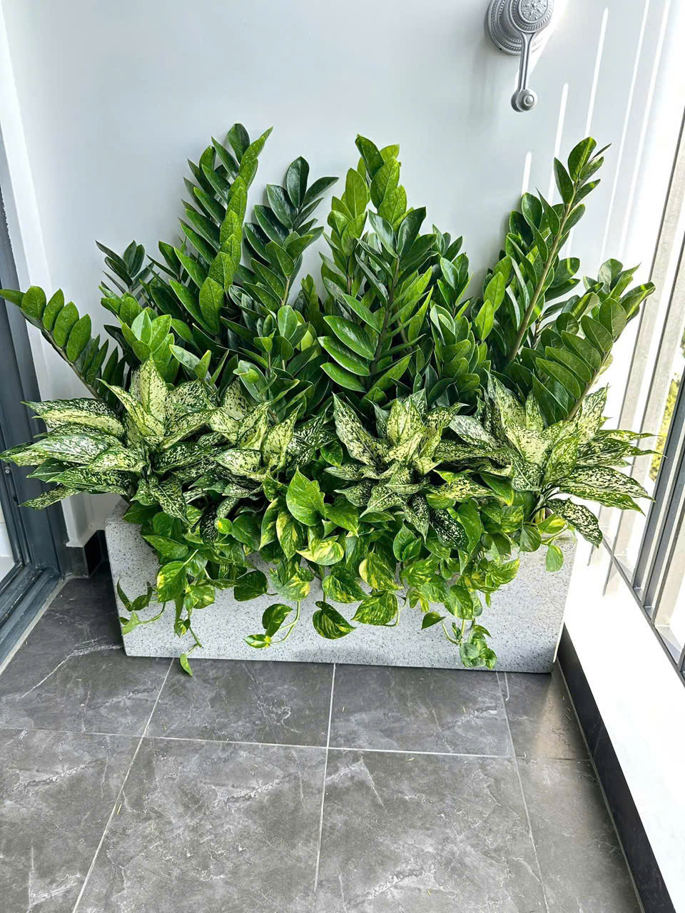 Cây Kim Tiền mix đẹp trồng ban công