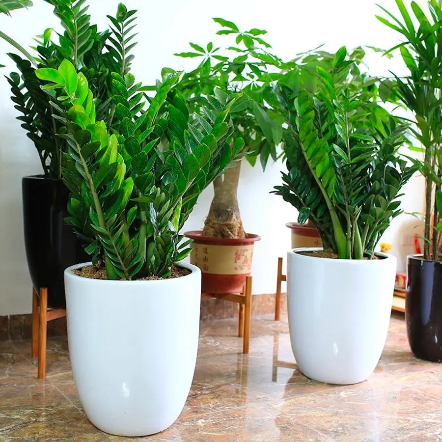 Cây kim tiền mang lại may mắn
