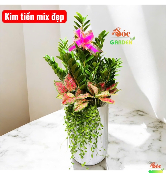 Cây kim tiền chậu sứ mix để văn phòng