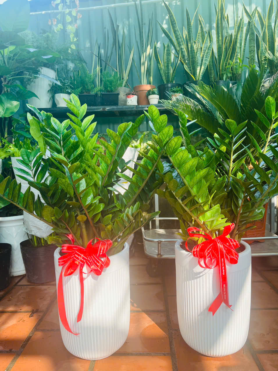 Cây Phù Hợp Với Chậu Cao