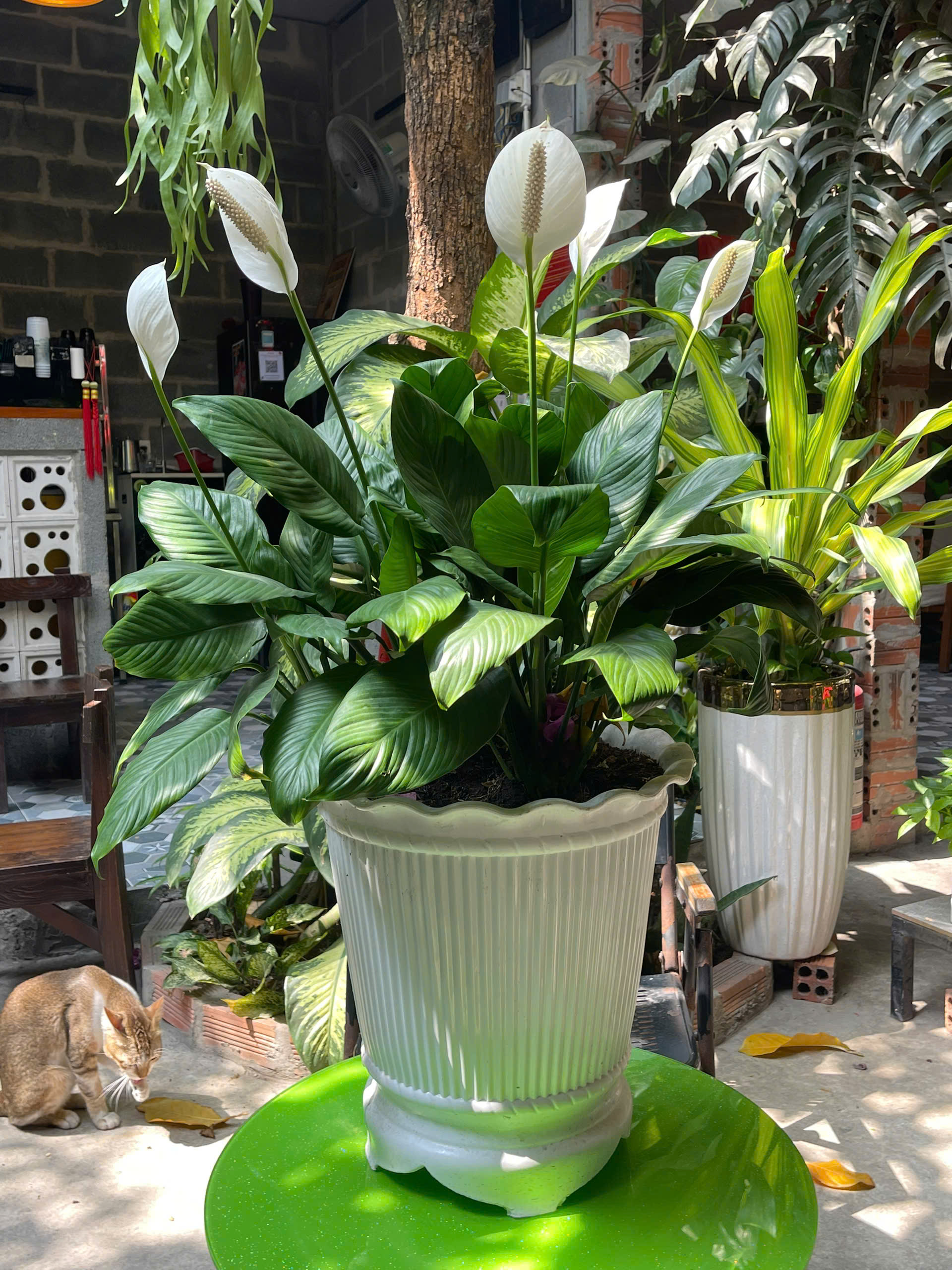 LAN Ý SADEC LÀM QUÀ TẶNG SANG TRỌNG - HIỆN ĐẠI