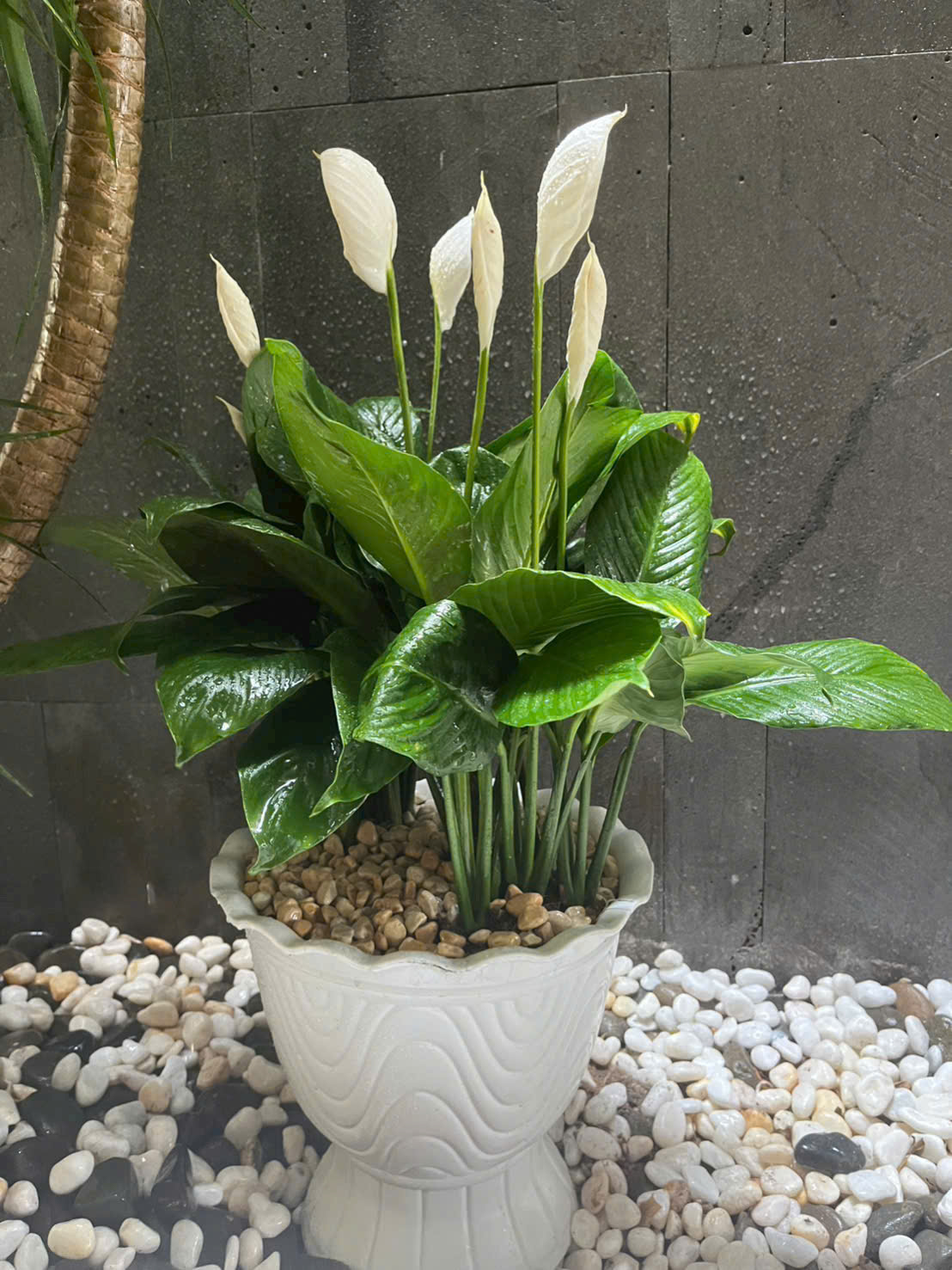 Cây quà tặng hợp mệnh