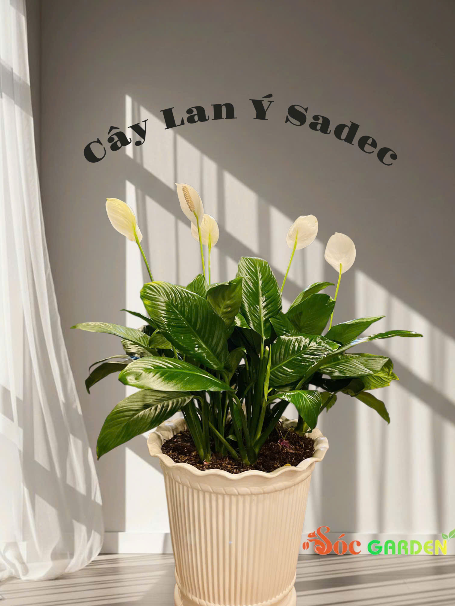 LAN Ý SADEC LÀM QUÀ TẶNG SANG TRỌNG - HIỆN ĐẠI