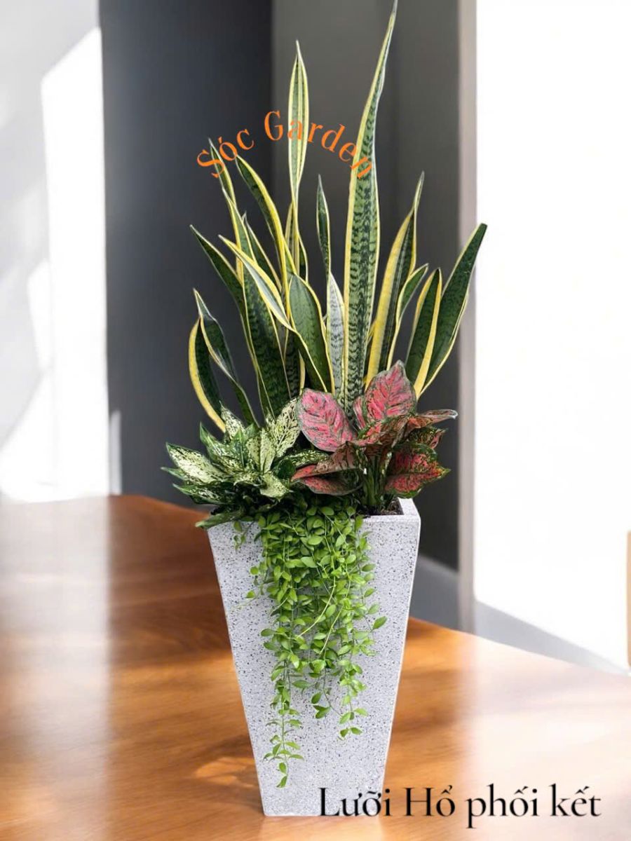 Lưỡi Hổ đứng đầu danh sách những loài cây cực kỳ dễ tính