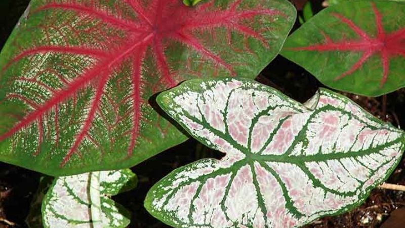 Caladium (Môn kiểng) Variegata - Sắc màu mùa hè