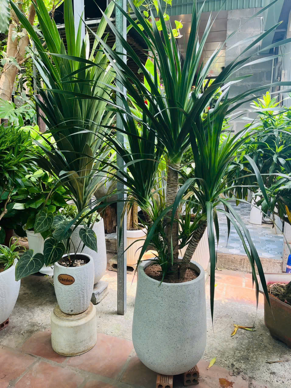 Cây Ngọc Phát Tài với lá xanh mướt, dáng cây thanh thoát