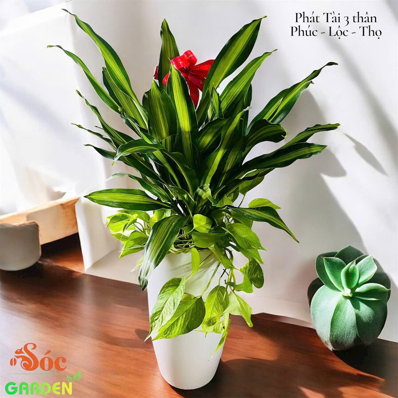 Cây Phát Tài Sọc Vàng 3 thân hiện đại - sang trọng