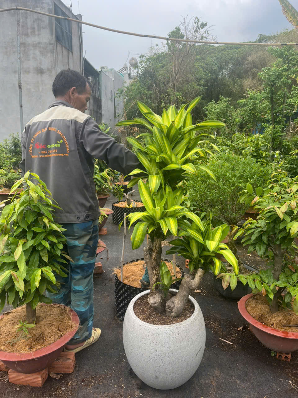 Cây Phát Tài Gốc sang trọng - xanh mát