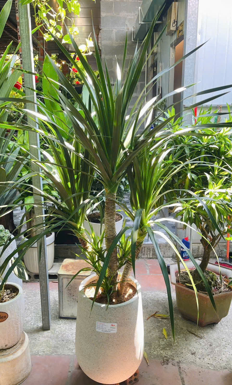 Cây Phát Tài Núi nhiều thân đẹp