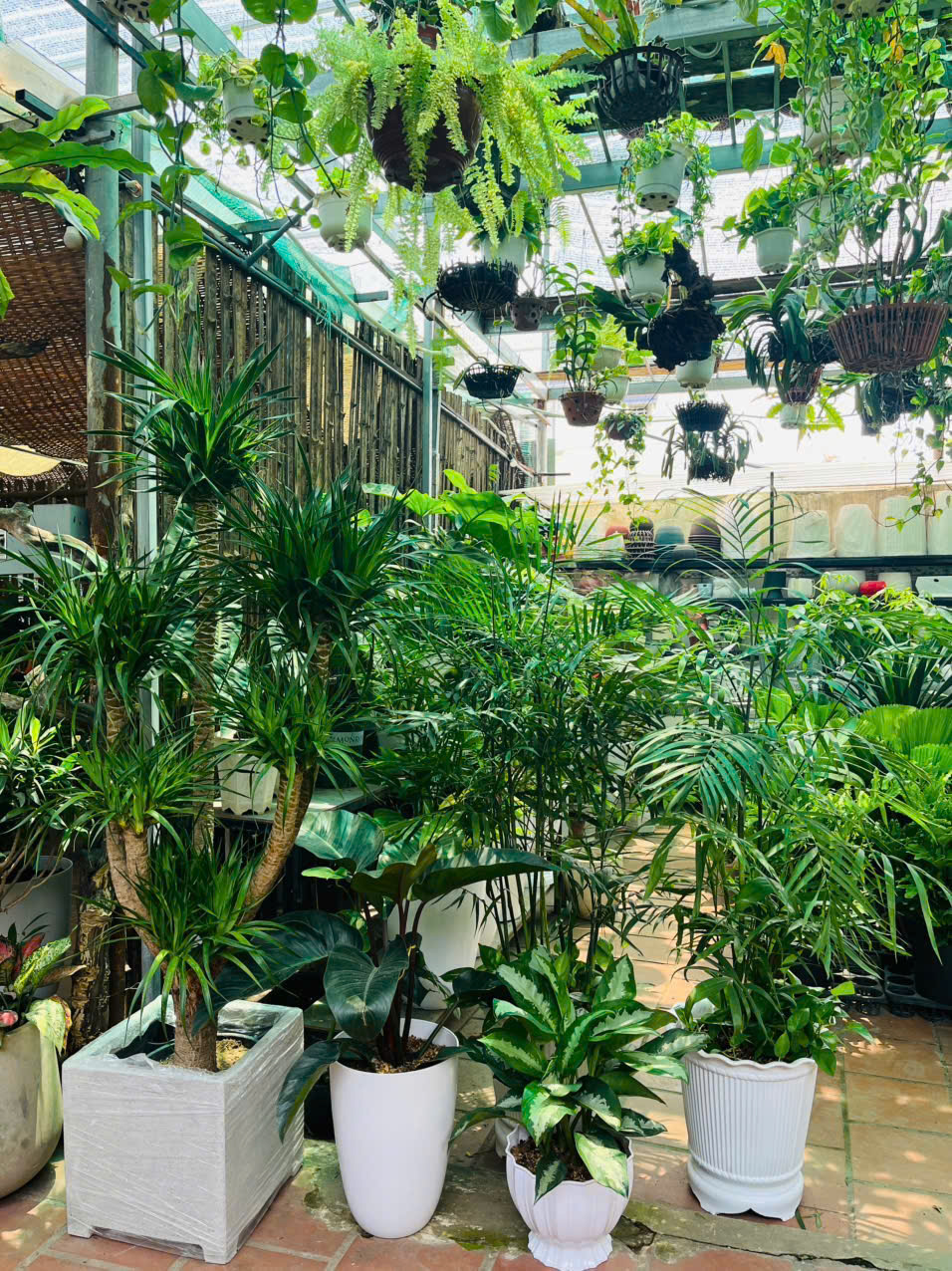 Top 5 Vườn Cây Cảnh Uy Tín Nhất Bình Dương