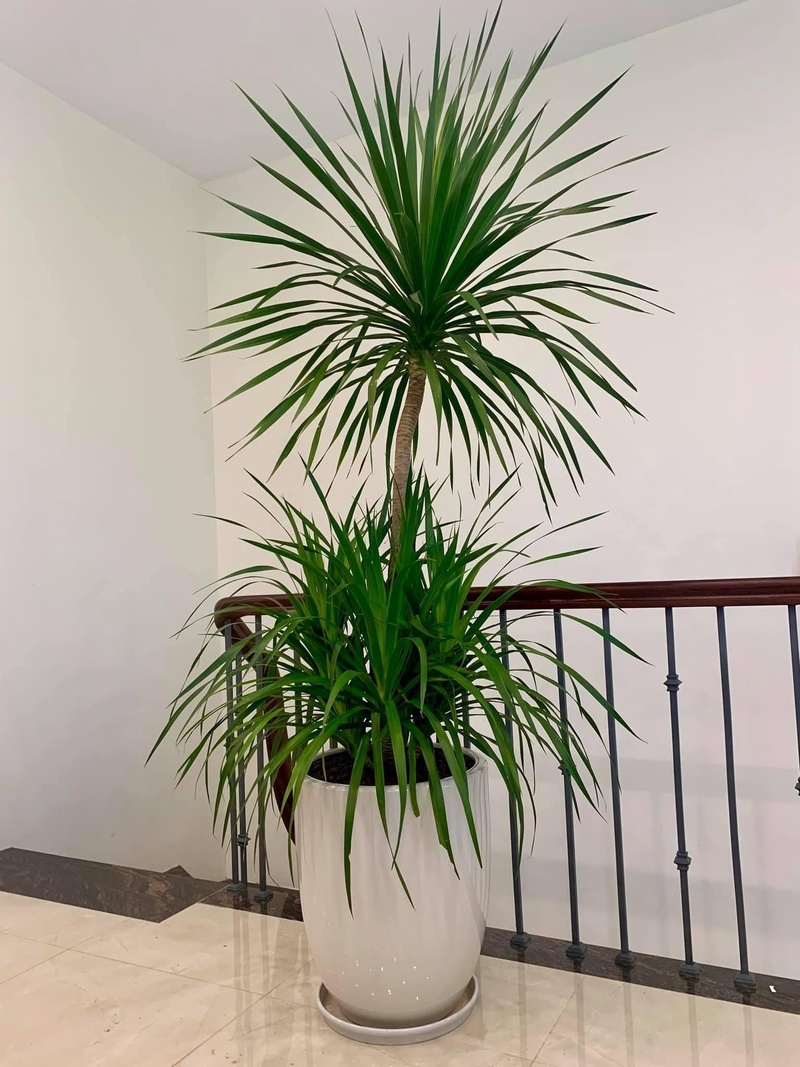 Cây Phát Tài Núi hai tầng đẹp của Sóc Garden