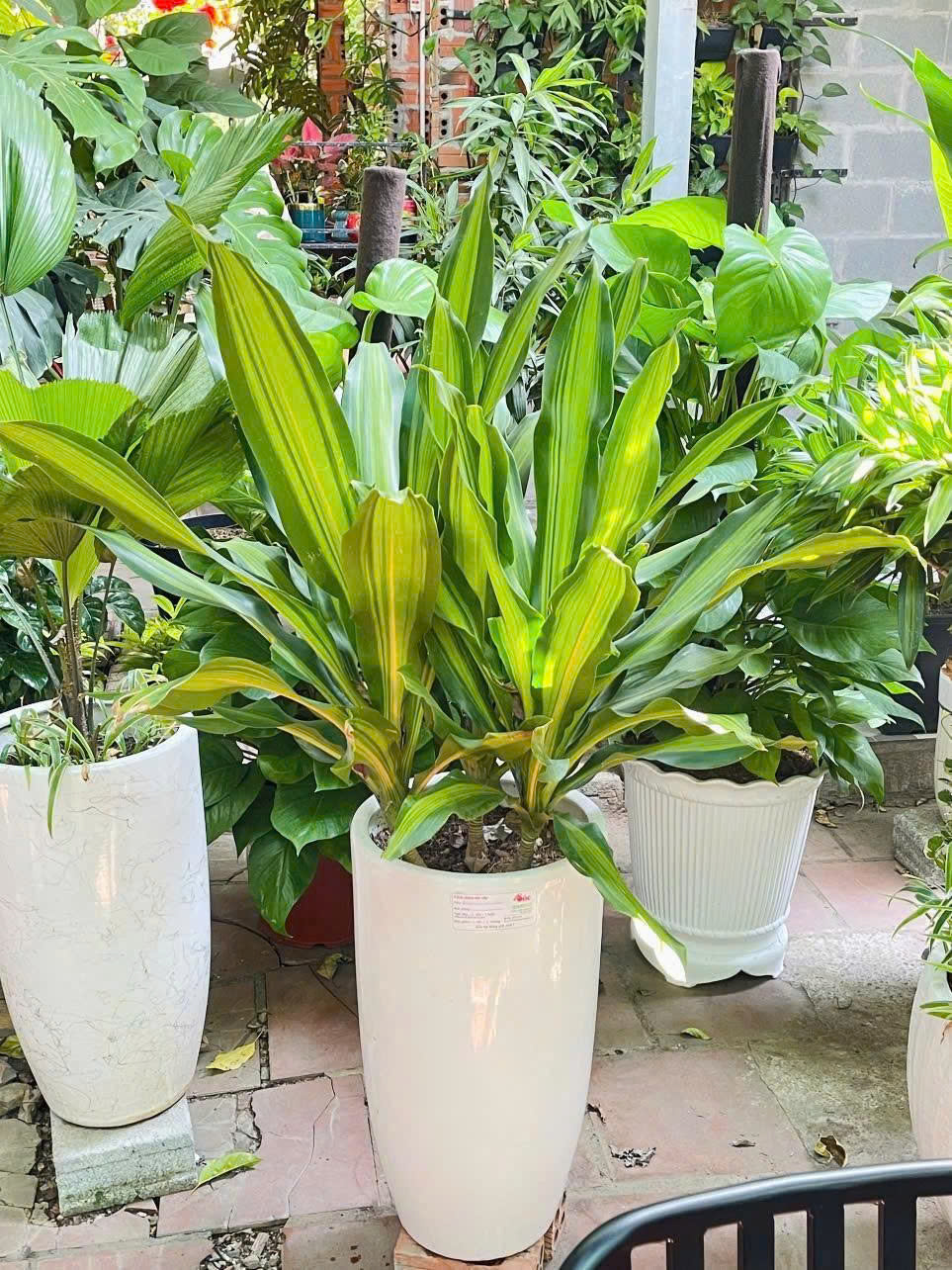 Cây Phát Tài Sọc Vàng 3 thân hiện đại - sang trọng