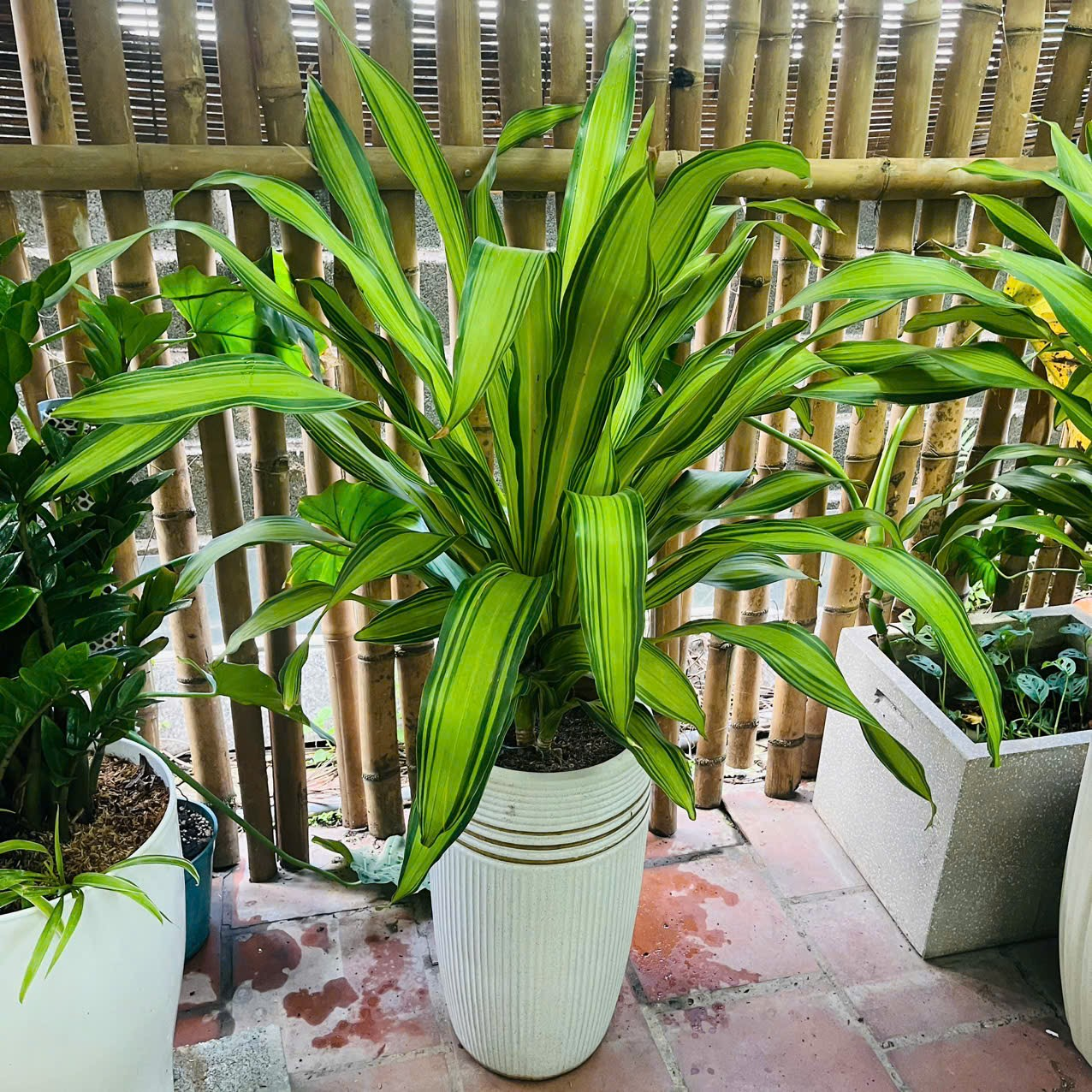 Cây Phát Tài Sọc Vàng 3 thân hiện đại - sang trọng