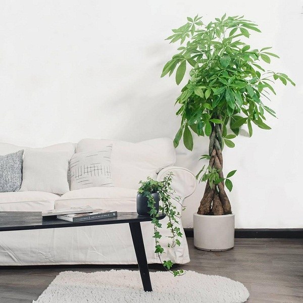 Cây phong thủy nên đặt ở đâu