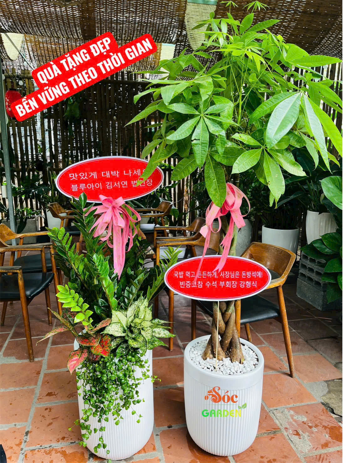 Cây quà tặng tân gia 