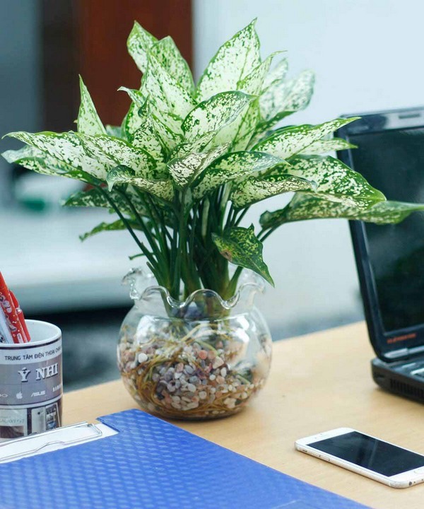 Cây phong thủy nên đặt ở đâu