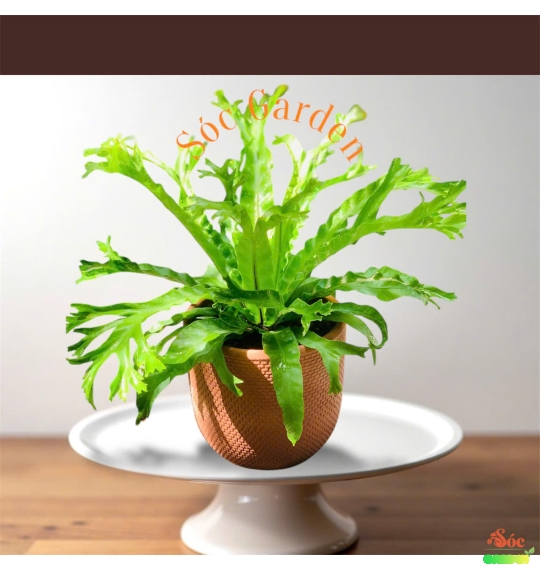 Cây sừng huơu mang vẻ đẹp nghệ thuật