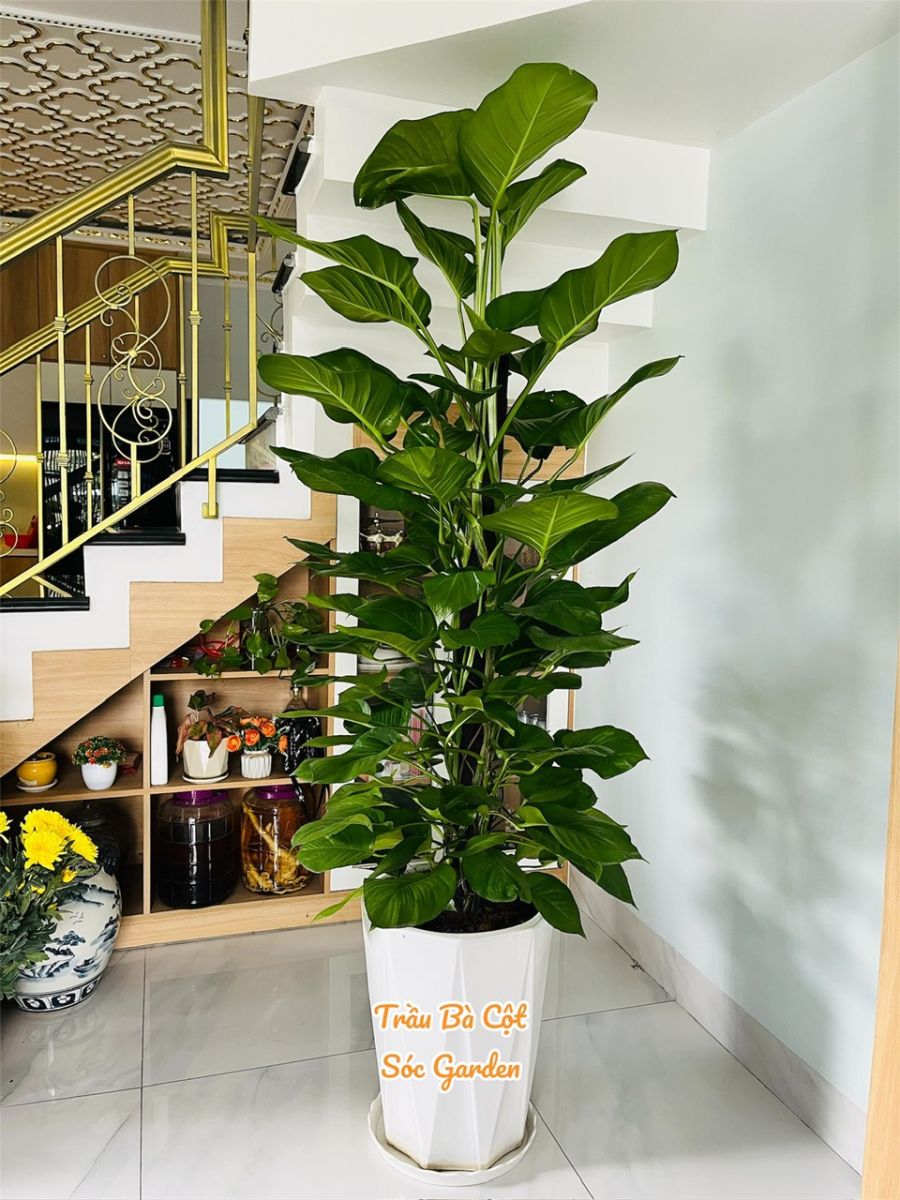 Cây Xanh Nào Phù Hợp Phòng Khách Chung Cư?