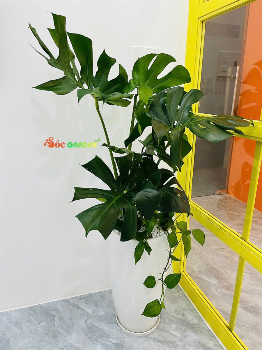 Ánh sáng thích hợp trồng Monstera