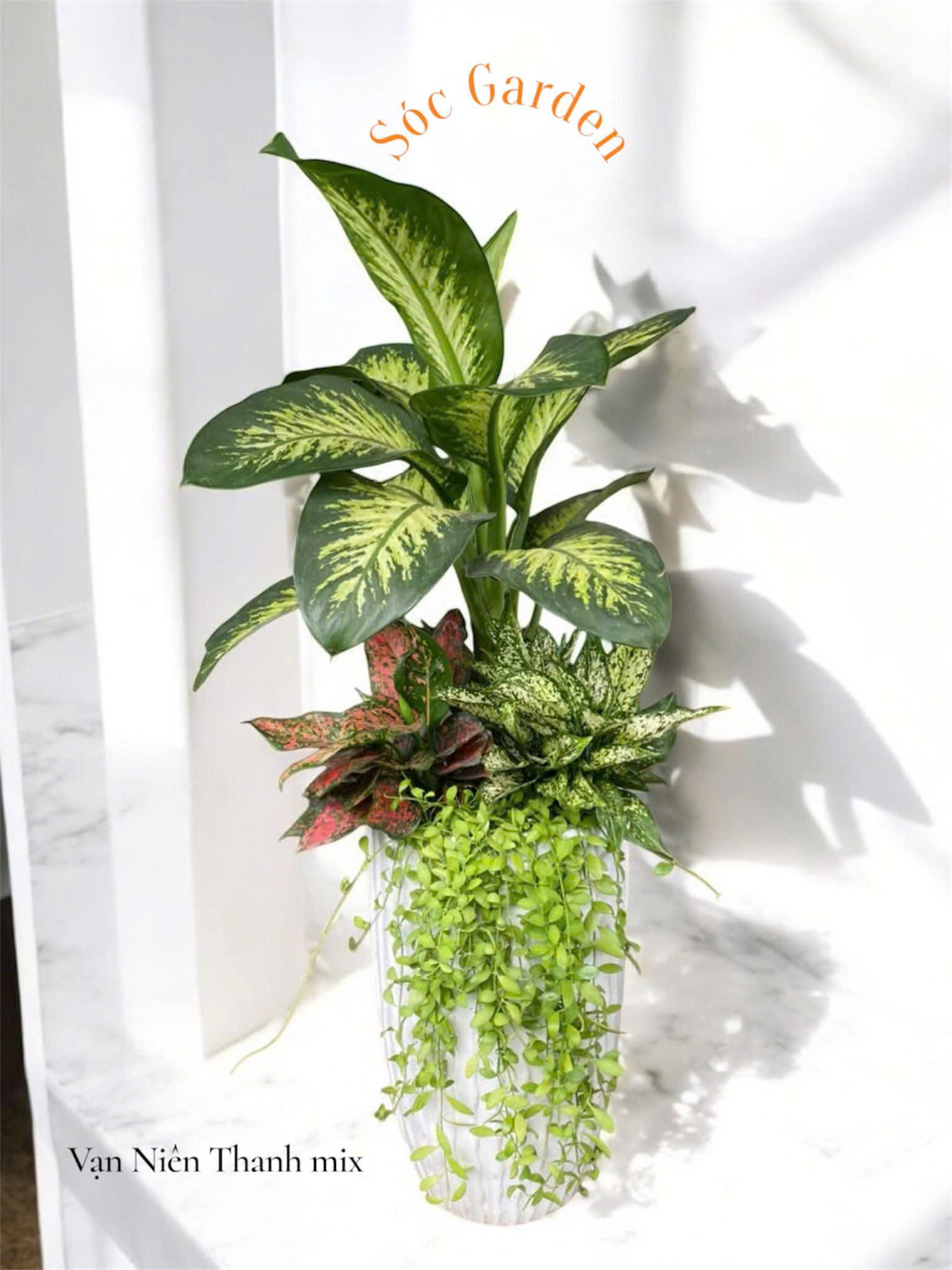 Cây phong thuỷ trong phòng khách