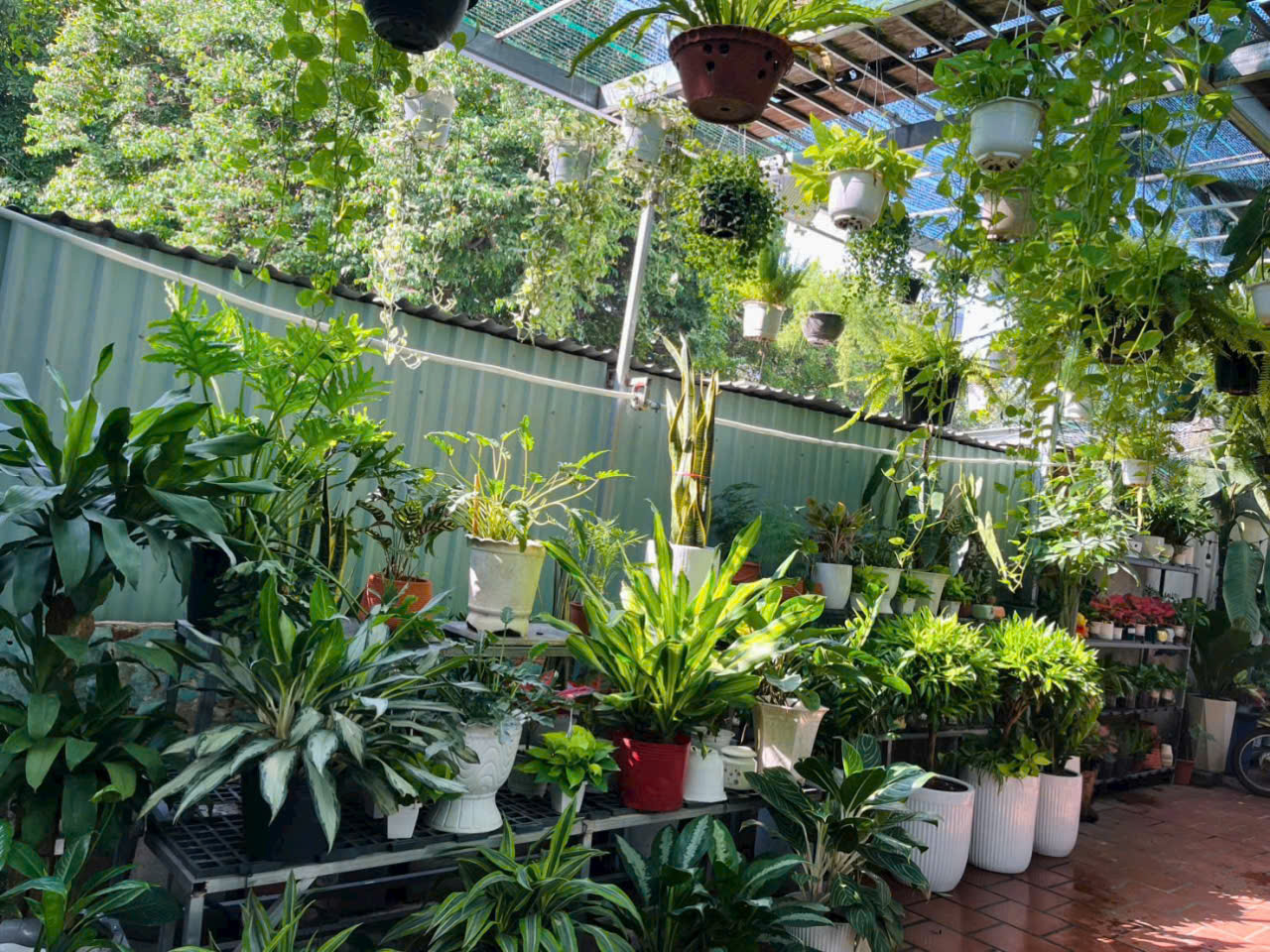 Các loại cây xanh văn phòng đẹp