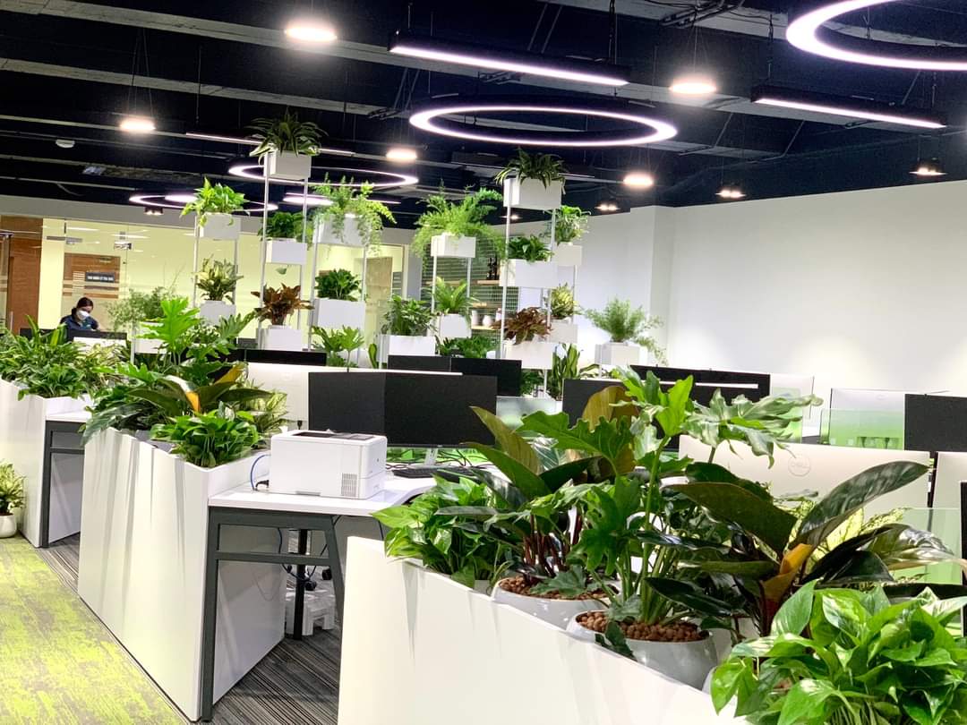 Cho thuê cây văn phòng