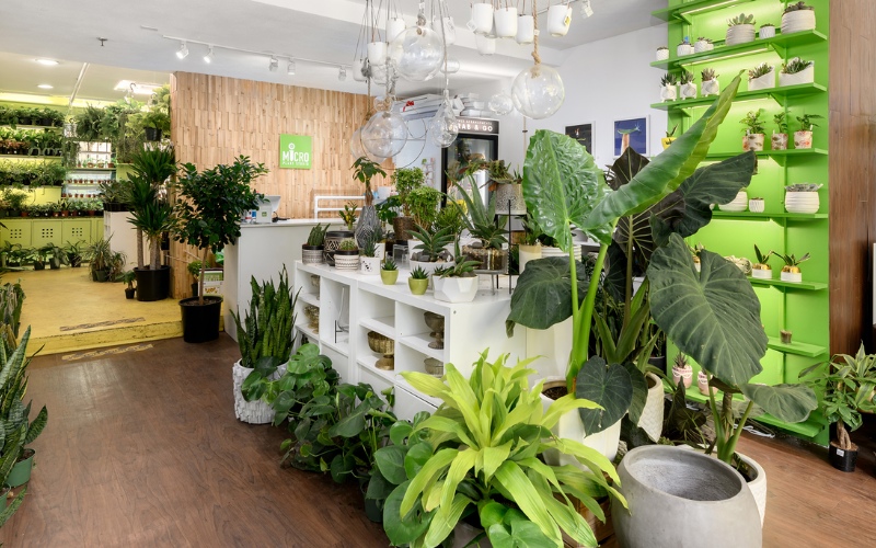 Cây xanh cho showroom