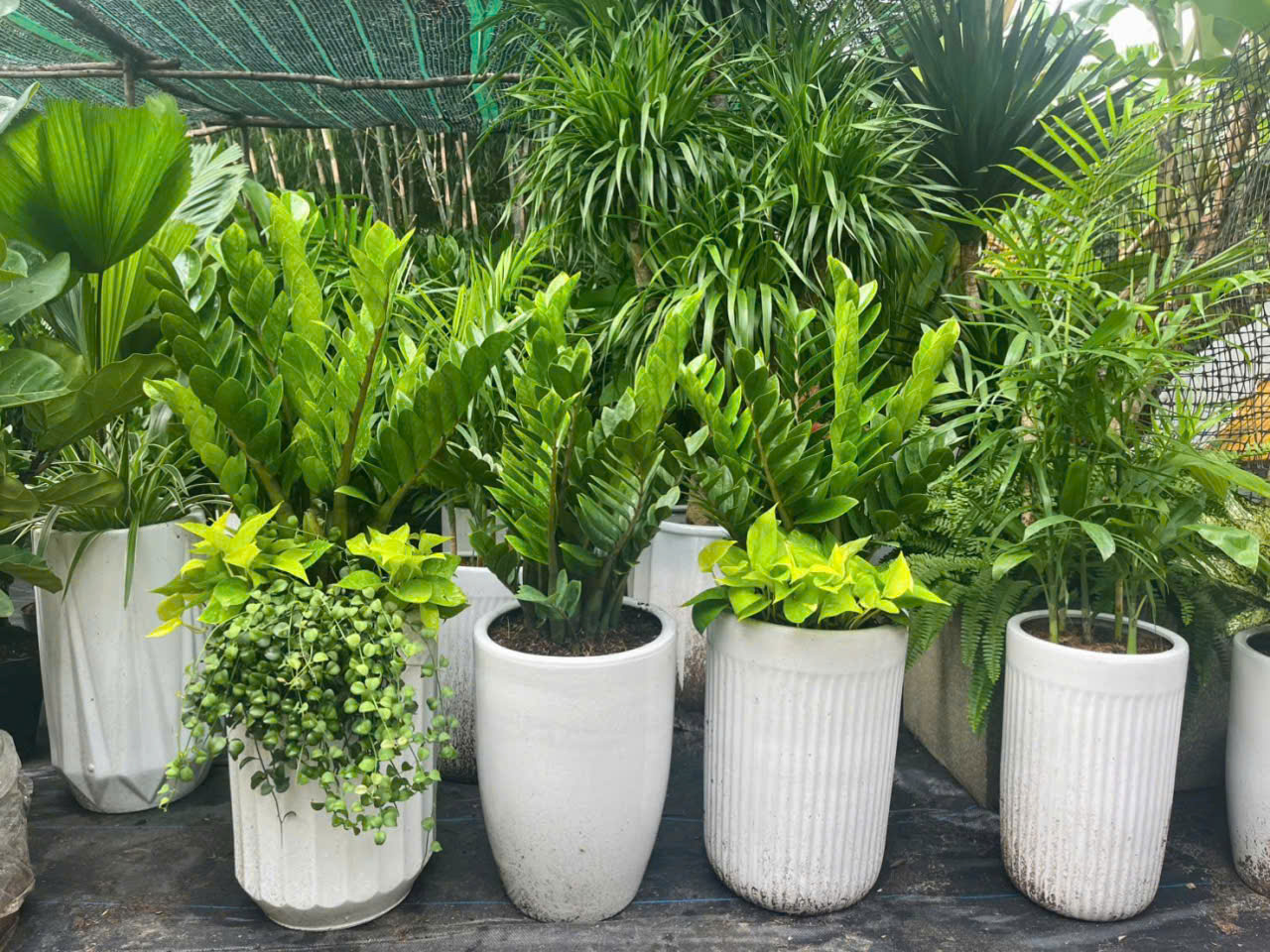 Bộ sưu tập cây để sàn nhỏ gọn của Sóc Garden