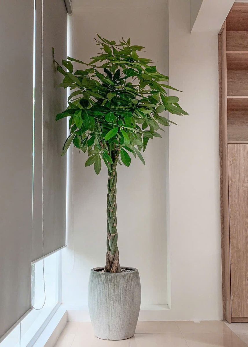 Cây Kim Ngân Thắt Bím tô diểm không gian thêm sang trọng