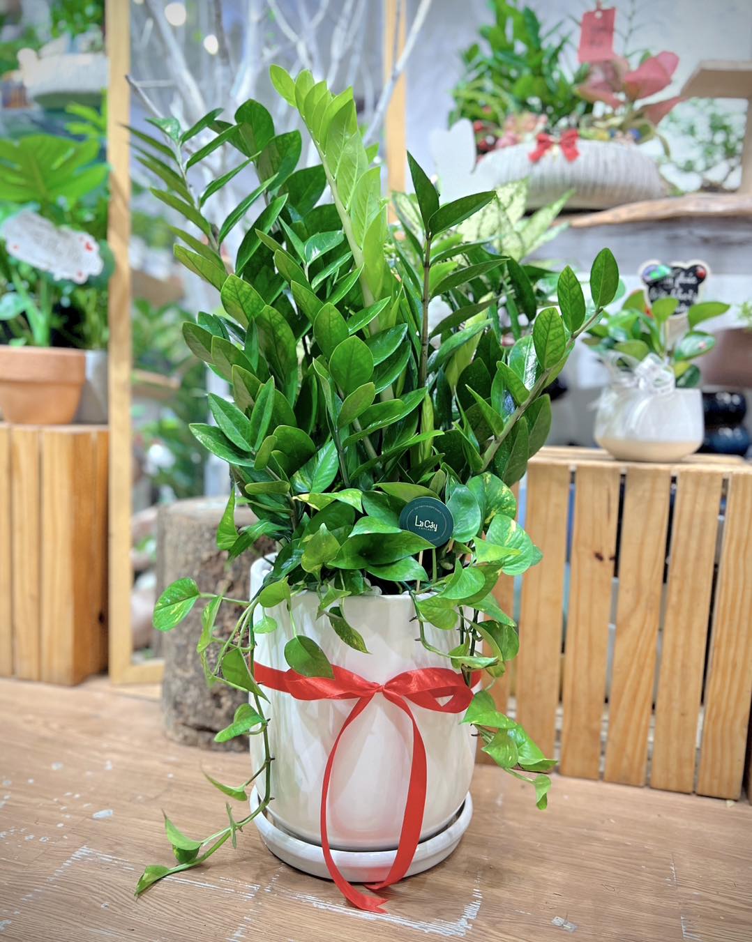 cây kim tiền trồng chậu sứ cao cấp