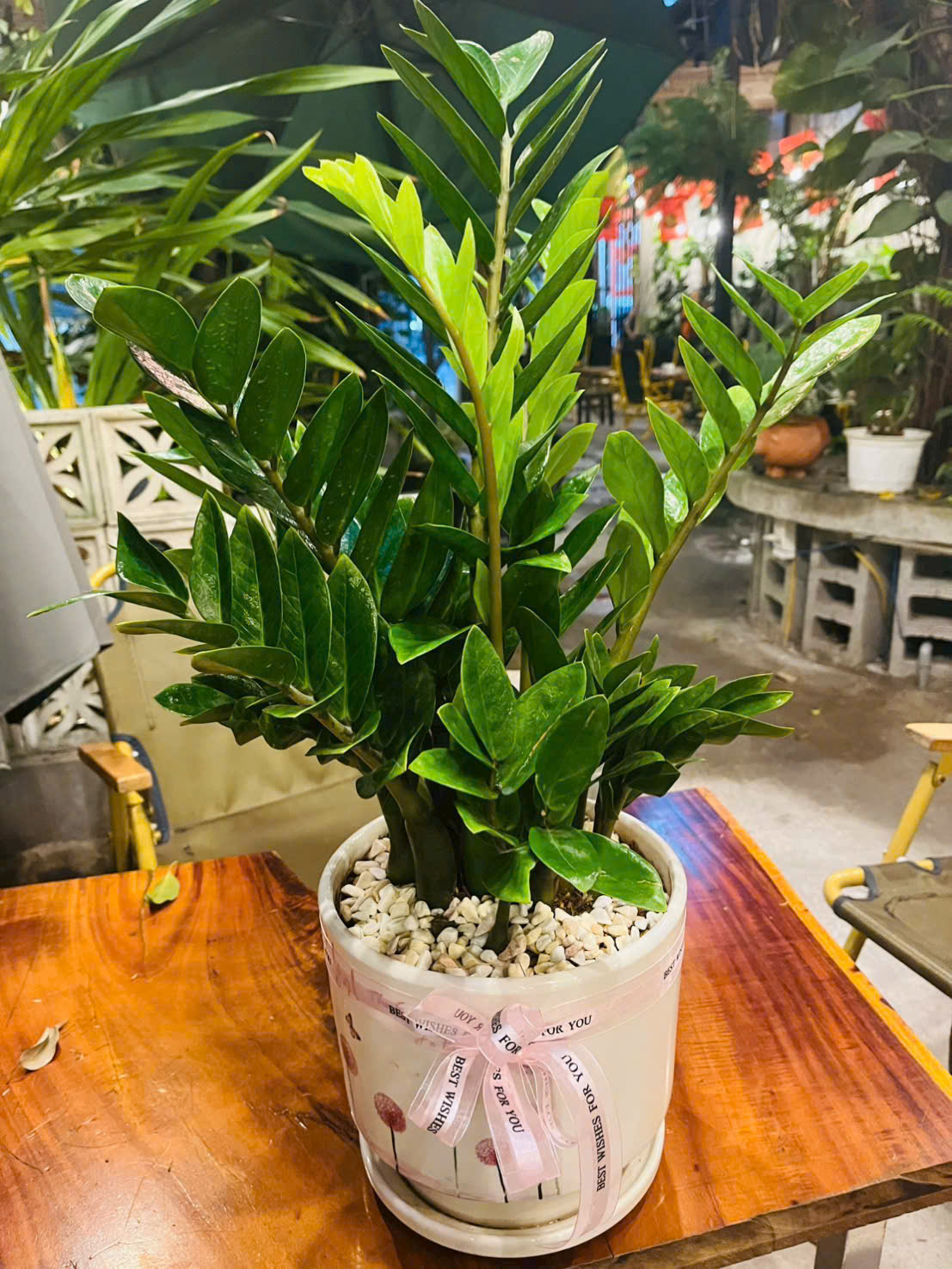 Cây Kim Tiền có hình dáng đẹp với thân lá khỏe mạnh, bóng bẩy