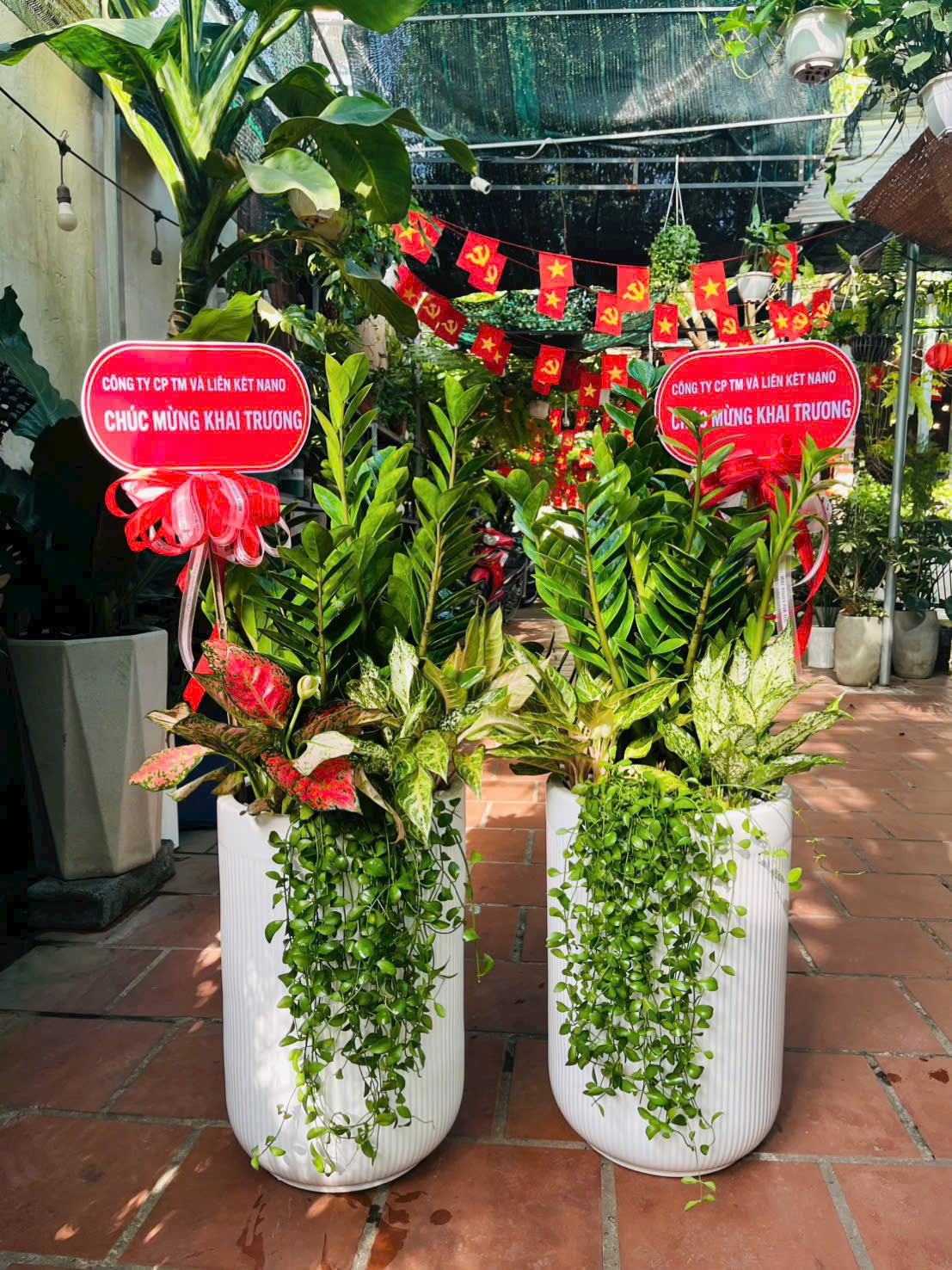 Cây Kim Tiền trồng chậu chậu xi măng đá mài cao cấp