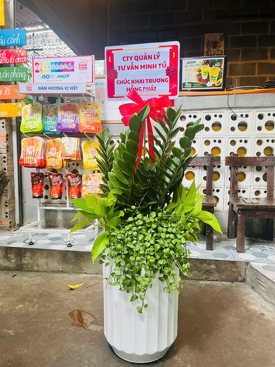 Cây Kim Tiền có lá xanh quanh năm, bóng bẩy
