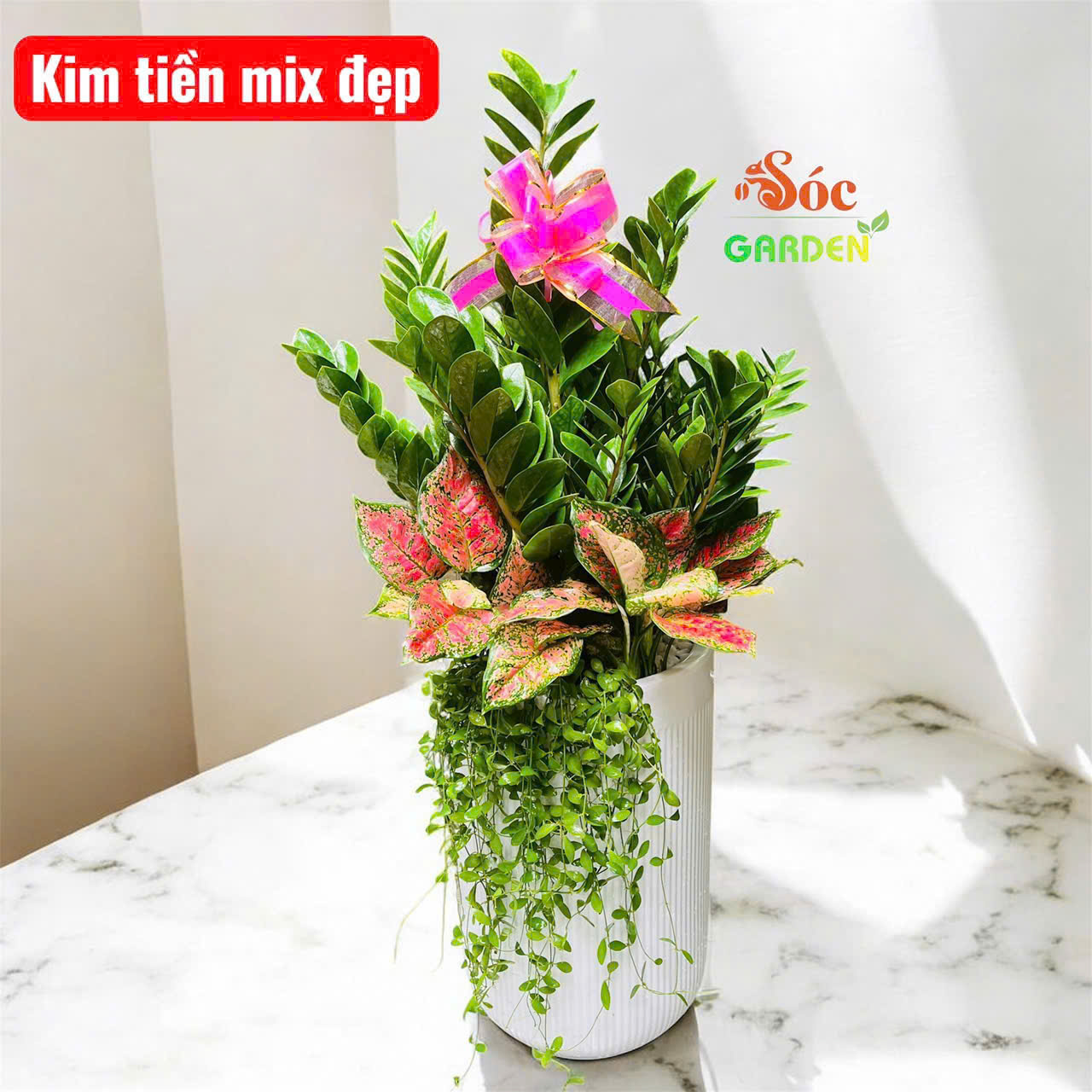 Top 10 cây văn phòng giúp thanh lọc không khí