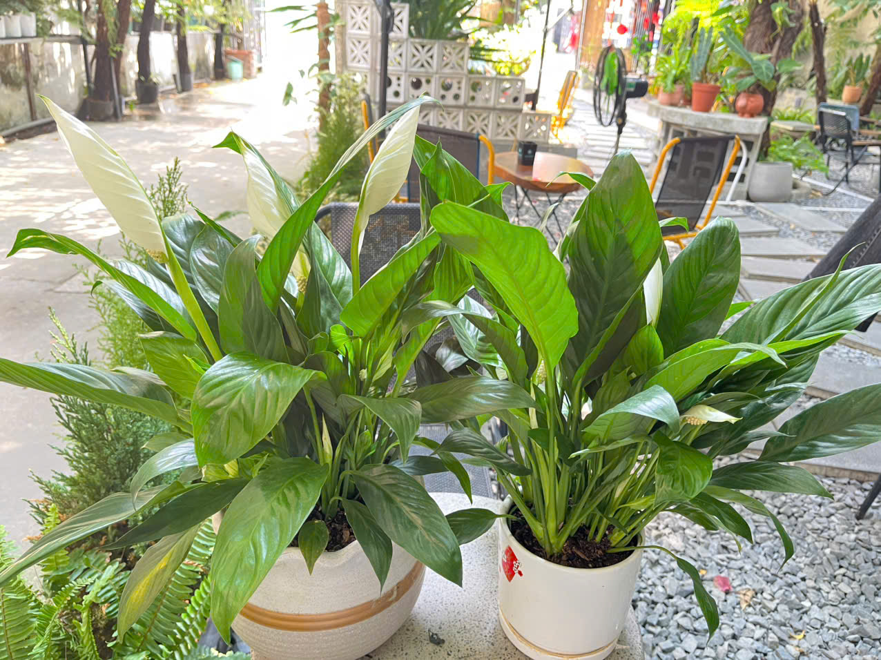 cây lan ý siêu dễ chăm