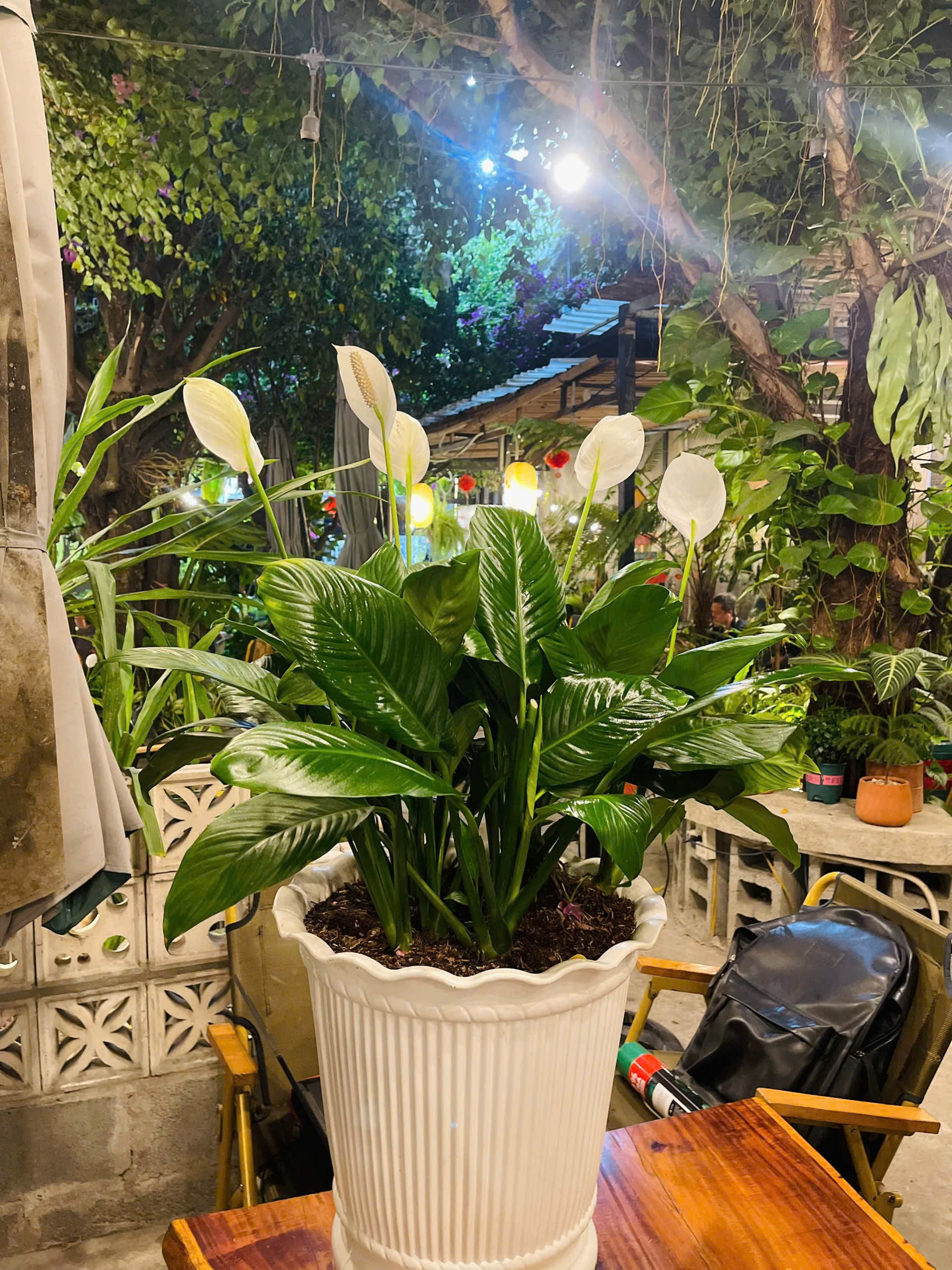 LAN Ý SADEC LÀM QUÀ TẶNG SANG TRỌNG - HIỆN ĐẠI