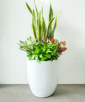 Cây lưỡi hổ phối kết đẹp