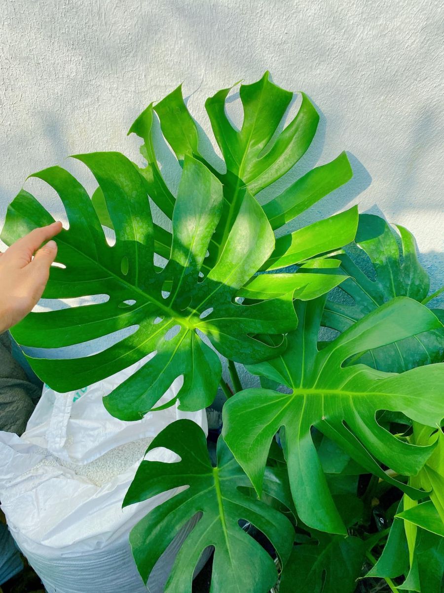 Trầu Bà Nam Mĩ