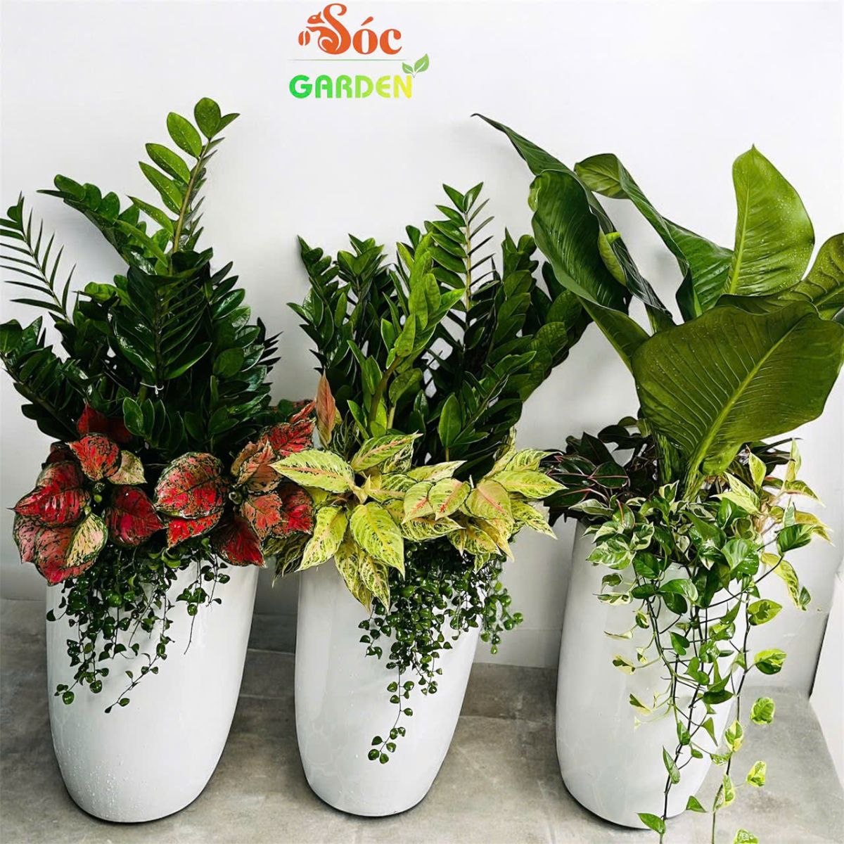 Tư vấn trồng cây phong thủy